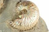 Fossil Ammonites (Sphenodiscus & Jeletzkytes) - South Dakota #189338-2